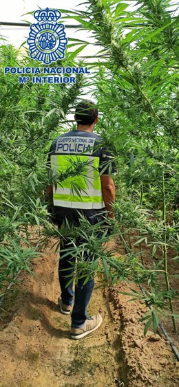 Un agente en la plantación de marihuana.