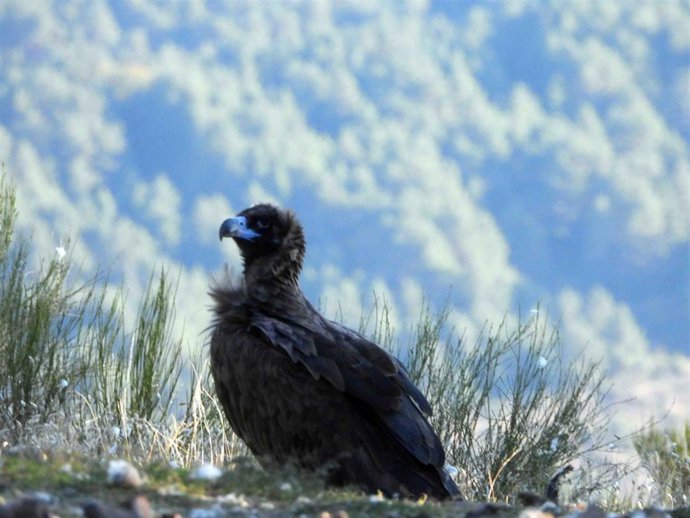 Un buitre negro liberado en la Sierra de la Demanda, en Burgos.