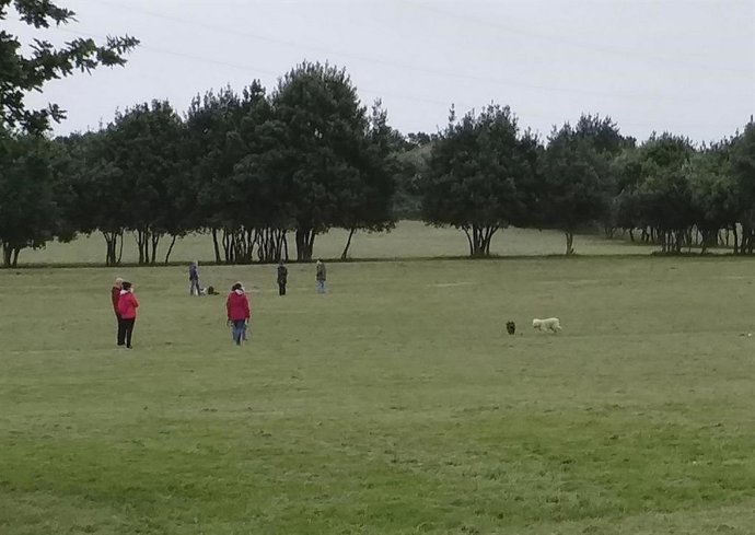 Archivo - Zona de perros sueltos en el parque de los Pericones, en Gijón
