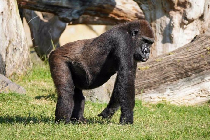 Fossey cumple 22 años BIOPARC Valencia