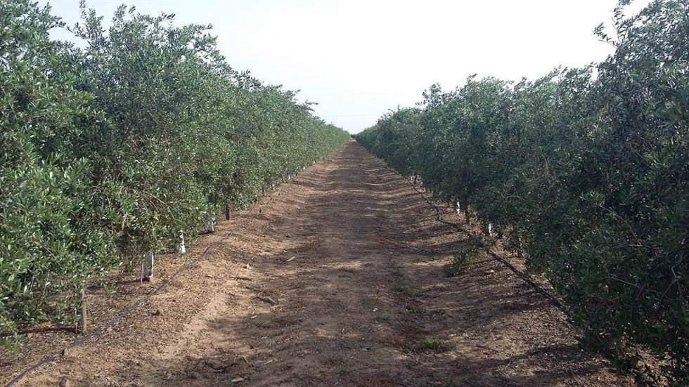 Archivo - Imagen de un olivar.