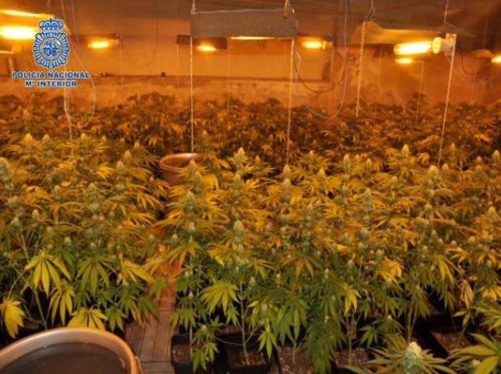 Desmantelamiento de una red de plantaciones de cultivo de marihuana en Puertollano.