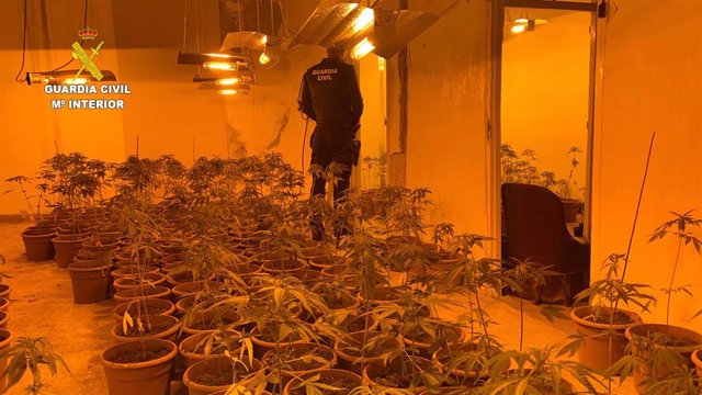 Plantación Indoor En La Comarca Del Páramo Decomisada Por La Guardia Civil.