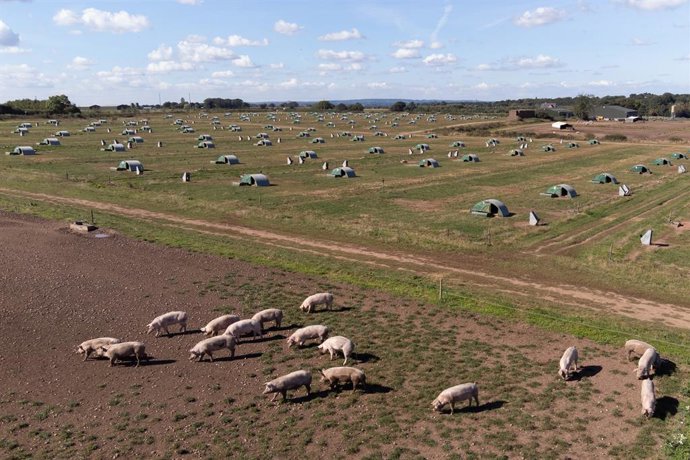 20 September 2021, United Kingdom, Teeside: Pigs stand on a farm in Staffordshire after high energy prices have forced fertiliser plants to shut in Teeside, leading to a shortage in the supply of CO2 used in the meat industry, in particular the pig and 