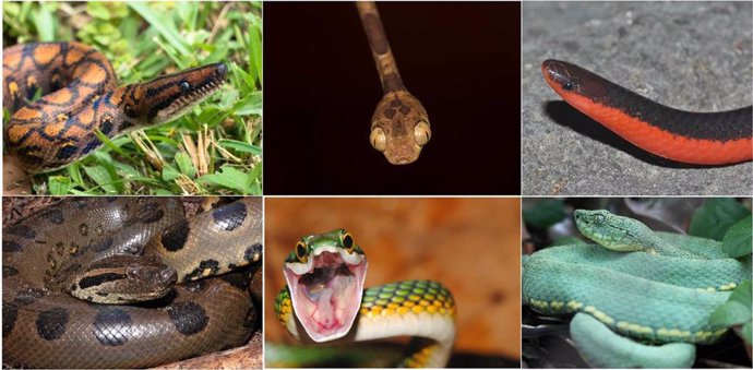 Una muestra de la diversidad de las serpientes