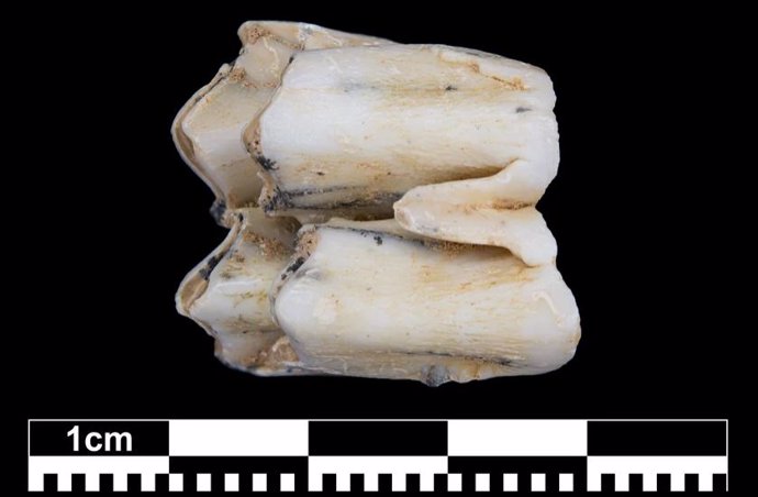 Diente fósil de un ciervo sambar, del que se tomó una muestra de esmalte dental para el análisis de isótopos de zinc. Esta especie de ciervo todavía se encuentra hoy en el sudeste asiático, y específicamente en Laos.