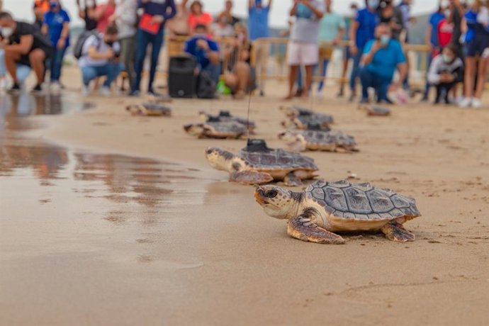 Las tortugas marinas del nido de Cullera vuelven al mar