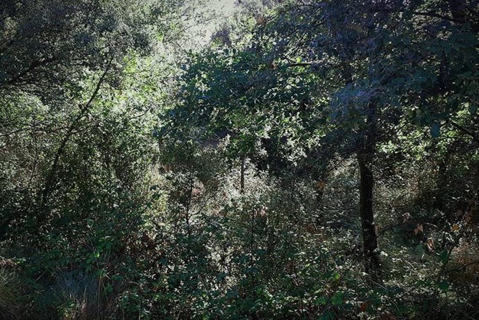 Massa forestal del Bergued sense gestió