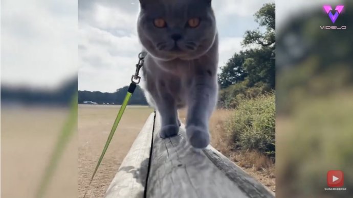 Esta mujer supera el cáncer tres veces y vende su casa para viajar con su gato