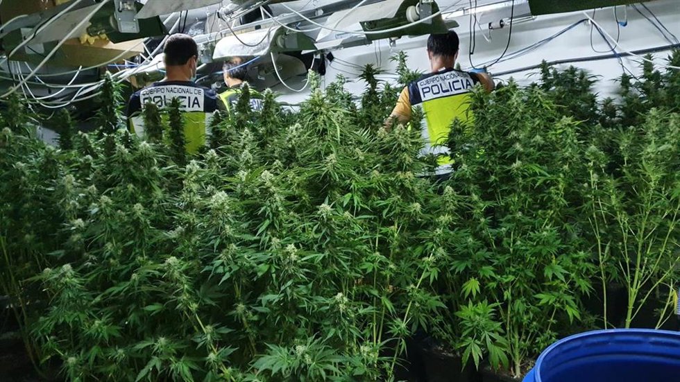 Laboratorio con 176 plantas de marihuana en Torrent (Valencia)