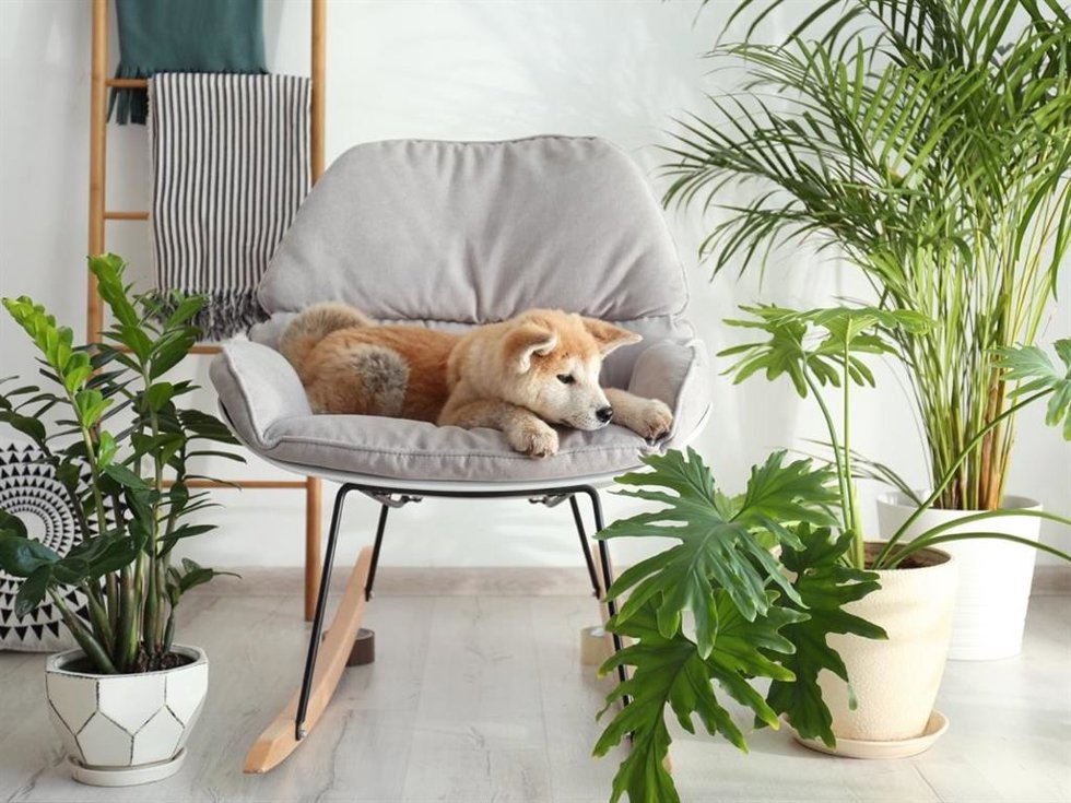 10 Plantas Tóxicas Que Debes Evitar Si Tienes Animales En Casa