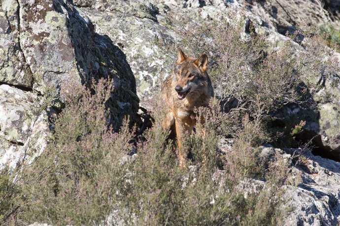 Archivo - Un lobo ibérico del Centro del Lobo Ibérico en localidad de Robledo de Sanabria, en plena Sierra de la Culebra (lugar de mayor concentración de este cánido en el Sur de Europa). El Centro alberga 11 ejemplares de este animal en situación de se