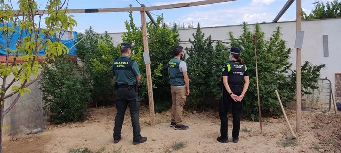 Un investigado acusado de cultivo de droga tras desmantelar una plantación de marihuana en La Rambla