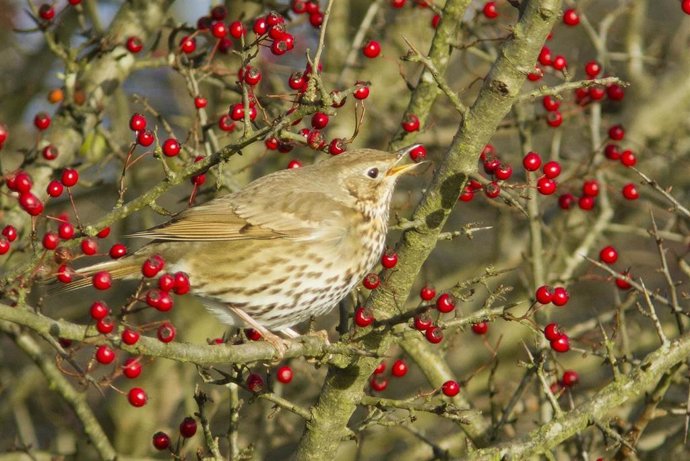 Archivo - Zorzal Común