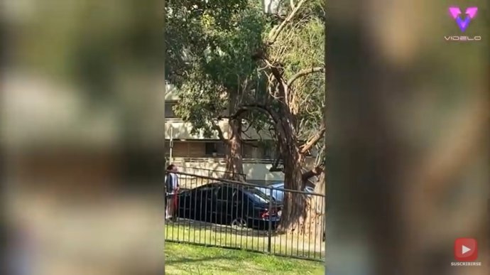 Una zarigüeya se convierte en el objeto de atención de una urraca nada amigable en un parque australiano