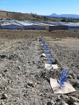 Plantación de árboles.