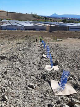 Plantación de árboles.