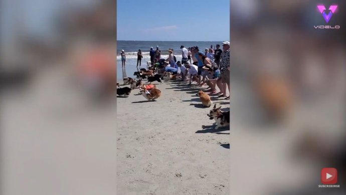 Esta carrera de Corgis no salió como se esperaba, pero las imágenes se han hecho virales en Internet