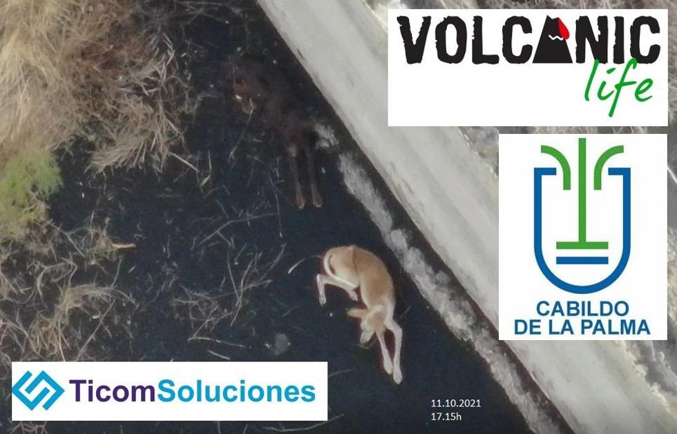 Una empresa de drones prepara el rescate de los perros atrapados en un estanque por la lava del volcán de La Palma