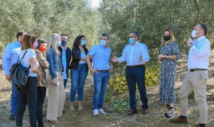 El grupo socialista en la Diputación de Málaga visita junto al alcalde, Francisco Martínez, un olivar afectado en Álora por la instalación de megaparques fotovoltaicos