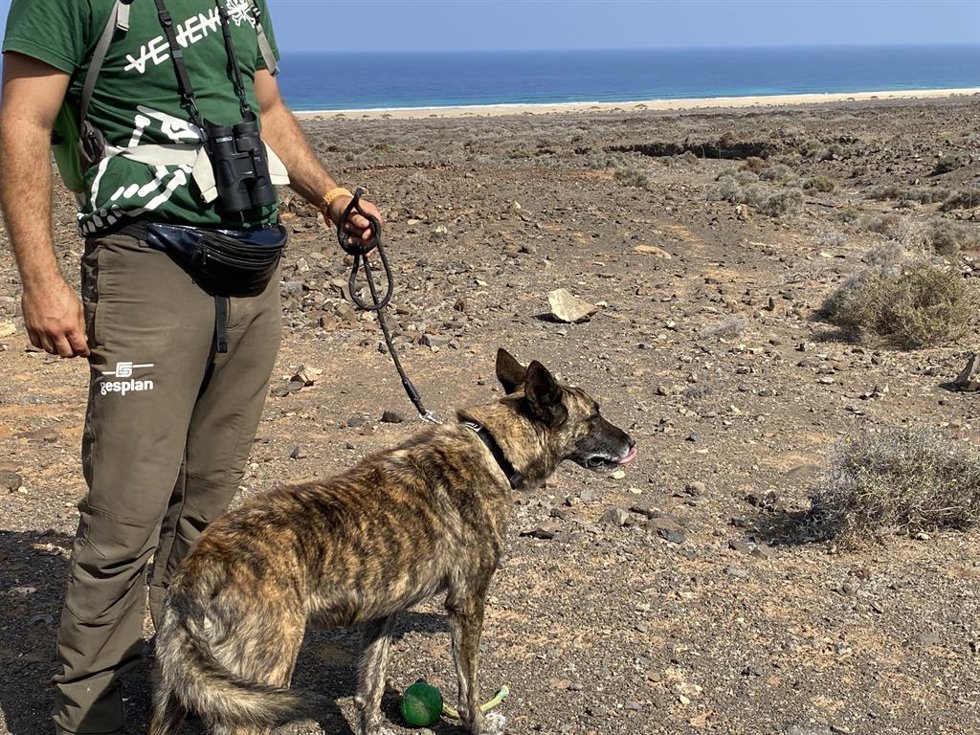 Búsqueda de veneno en la zona de Cofete, en Fuerteventura