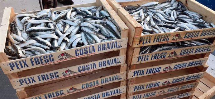 Las sardinas que se pescan en Catalunya son cada vez más pequeñas y más jóvenes, según los investigadores