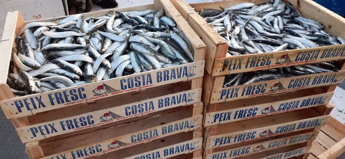 Unes caixes de sardines pescades a Catalunya