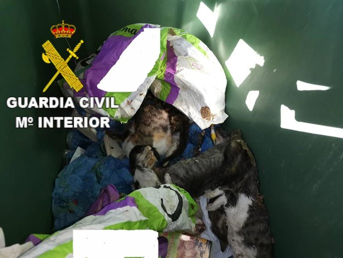 Crías de gato halladas en un contenedor de basura por cuya muerte la Guardia Civil investiga a un vecino de Curtis (A Coruña).