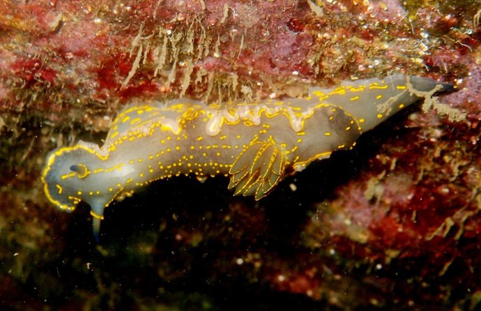 Científicos identifican 514 especies marinas en la zona de baño del Frum de Barcelona