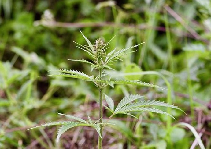 Archivo - Imagen de archivo de la planta salvaje de cannabis, fotografiada en medio de un prado en la provincia de Qinghai, en el centro de China.