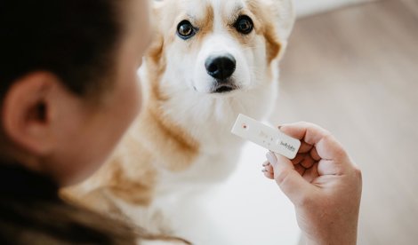 Comunicados Internacional