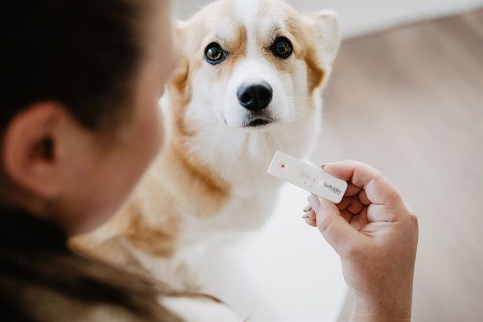 Bellylabs Pregnancy Test is the worlds first early detection rapid dog pregnancy test for home use, with a proven accuracy of 96 % for all dog breeds.