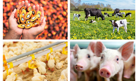 Comunicados Internacional