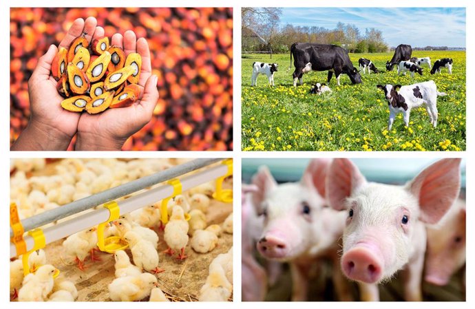 The use of fat supplements, together with vitamins and minerals for ruminants, swine, and poultry rations are common to increase energy sources and prevent several diseases.