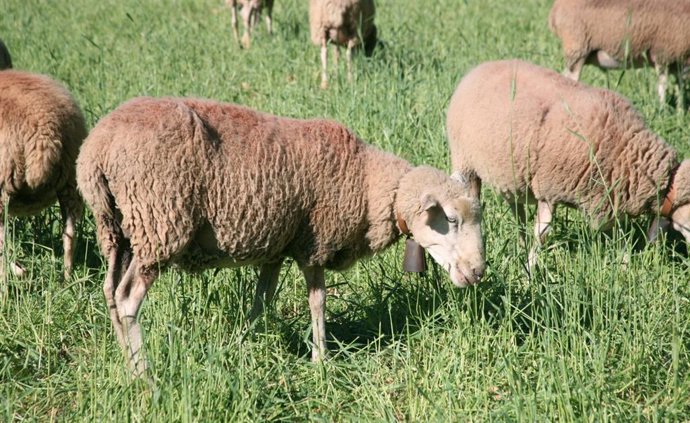 Archivo - Ovejas pastando.