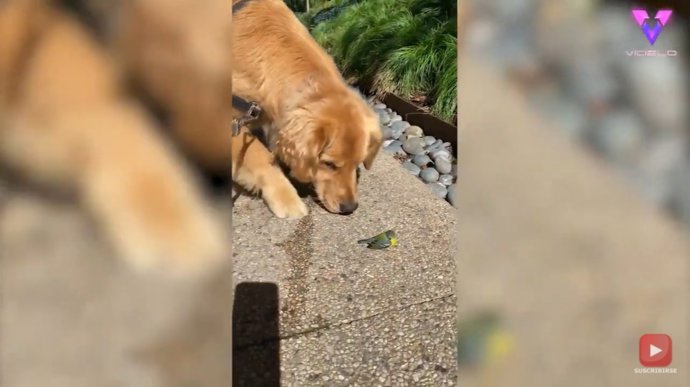 Un curioso Golden Retriever aplasta con su pata a un pequeño pájaro que consiguió huir a tiempo