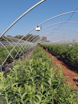 Archivo - Sistema de monitorización de invernaderos de arándanos en Almonte (Huelva).
