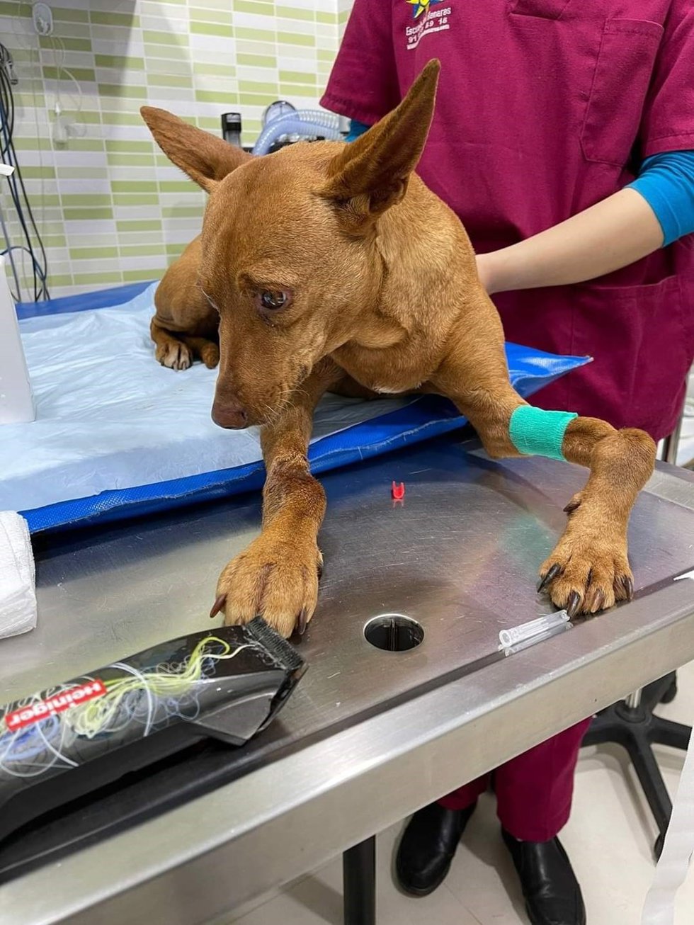 Chipa, una perra abandonada