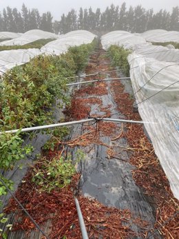 Archivo - Daños producidos por el temporal en una finca de arándanos.