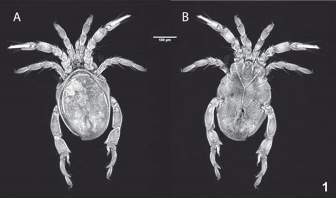 Imagen dorsal y ventral de Stygalbiella miguelangeli
