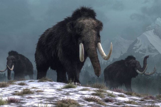 Un trío de mamuts lanudos camina penosamente por las colinas cubiertas de nieve. Detrás de ellos, montañas con picos nevados se elevan sobre bosques de abetos de color verde oscuro.