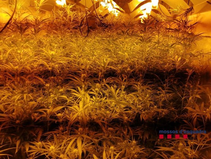 Imagen de la plantación en la finca agrícola de Mont-Ras (Girona)