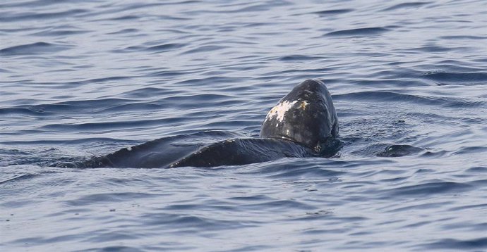 Tortuga Laud avistada a 12 millas del Puerto de Bermeo.