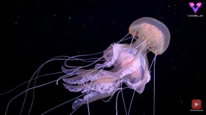 El fotógrafo Alexander Semenov desvela la impresionante vida nocturna que se esconde en el mar Mediterráneo