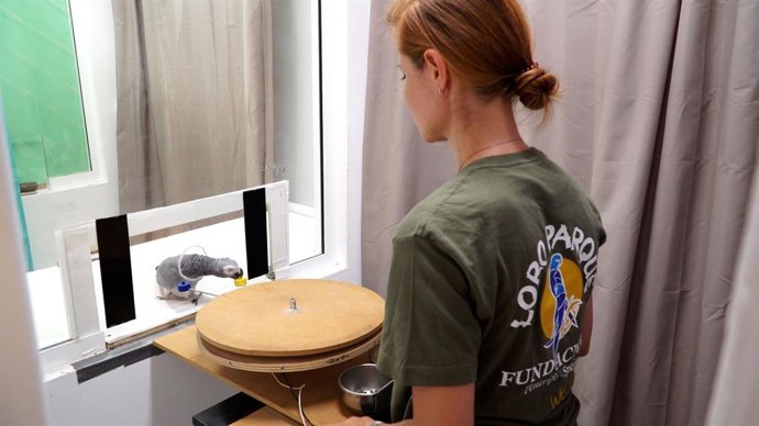 Loro Parque Fundación contribuye en un importante hallazgo: los loros tienen capacidad de autocontrol.