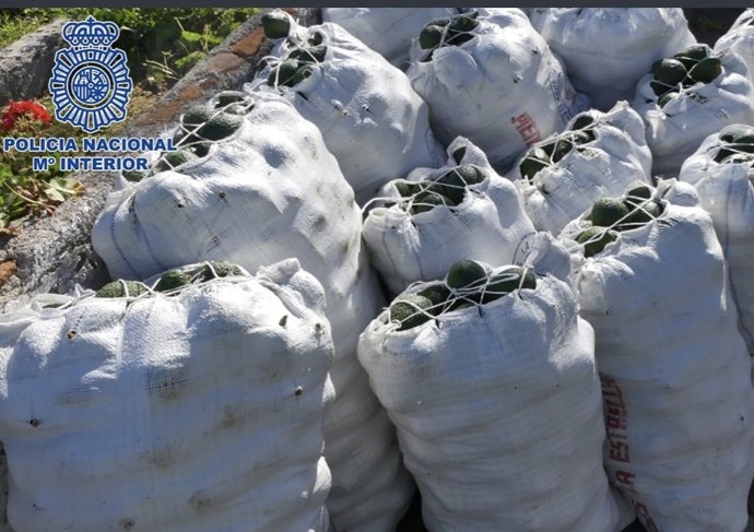 Archivo - Sucesos.- Detenido por robar 150 kilos de aguacates y herramientas en una finca de Los Realejos (Tenerife)
