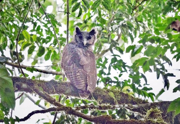 Imagen del buho real de Shelley tomada en Ghana