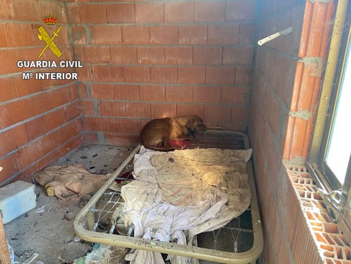 El Seprona localiza 15 perros en Poveda de la Sierra en condiciones higiénico sanitarias muy deficientes.