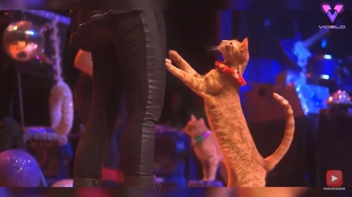 Conoce The Amazing Acro-cats, una compañía de circo de gatos domésticos cuyo objetivo es mejorar su percepción pública