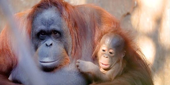 1. Usuarios de redes sociales llaman Neo a la cría de orangután de Borneo nacida en agosto en Bioparc Fuengirola